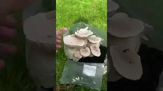 King Oyster Mushroom Growing Kit - Setup Guide #mushroom #fungi