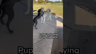 Dogs playing at the dog park👋 #shorts #dog #pets #dogs #ytshorts