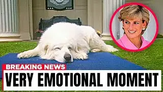 Princess Diana's Dog Cried At Her Grave... What Happens Next will Leave You Speechless
