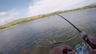 I caught my Lassen trout using Atomic Teaser Jigs @ Quarry Lake