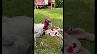 Mix Of Funny Animals & People 😂🐾 | When Humans & Pets Go Viral Together