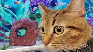 Ivy goes to pet store fish and sunny park