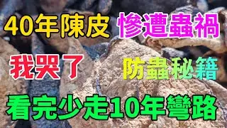 我哭了，40 年舊陳皮慘遭蟲禍，新舊陳皮功效差異，新老陳皮保管防蟲秘籍，看完少走十年彎路！