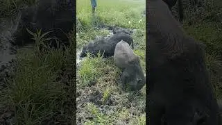 amazimg brain boar || pigstep || wild pigs || funny pigs #boar#hog #pigs #baby pigs #shorts