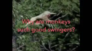 Really Wild Animals: Totally Tropical Rainforest (Custom Trailer)