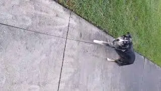 #shorts #dottie #dogwalk 11/3/22 #carlton #apartments #cat #orlando #explore #florida