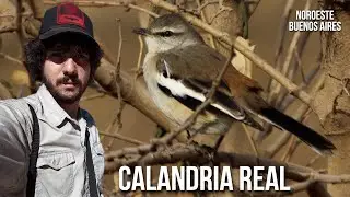 Calandria real 4K (Mimus triurus) Tenca de alas blancas, Calhandra de tr&ecirc;s rabos, White-banded Mocki