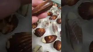 Chocolate Seashells?#youtubeshorts #chocolate #satisfying #guylian