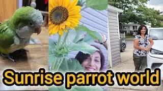 Sunrise Parrot world | Monckparrot | Newyork | @MinisLittleWorld