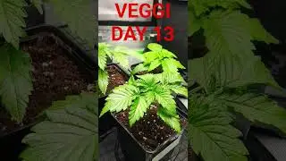 Amnesia Haze,24kGold,GMO Veggi day 13 #420 #growth #cannabistutorial #cannabiseducation #helmethead