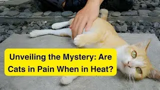 Are Cats in Pain When in Heat? #cat #catlover #cats #catbehavior #viral #animal #pets #catsinfohub