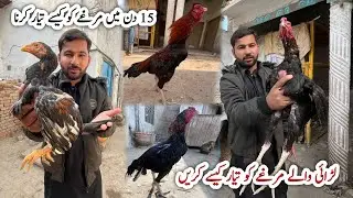 Aseel Rooster Training For Fighting 15 Days | 15 Din Main Murga Taiyar Karne Ka Tarika 👊 