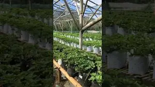 #petikstrawberry #petikstroberi #ytshorts #shortvideo #shorts