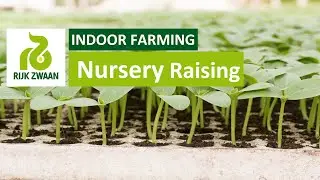 How to raise cucumber in a nursery? | नर्सरी में खीरा कैसे उगाएँ?