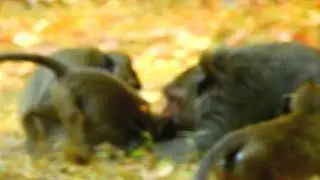 Breaking heart! Why Mom Dolly and Dee Dee Bite kari like this? Kari very hurt.