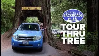 Tour Thru Tree in Klamath, California unique toll road | A Bartell's Backroads Pit Stop