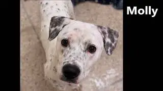 Molly - delightful, young dog ready for adoption at Brown County Humane Society