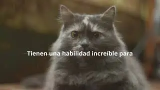 ! Descubre C&oacute;mo Son Las Gatas y Sus Instintos Naturales! #cat #gatas #cosasdegatos #amorcat2024