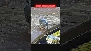 You Won't Believe How This Bird Catches Fish! #trending #animals #wildlife #birds #fishing #shorts