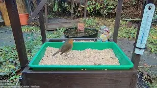Daily Montage - 16/12/2025 - Manchester Wildlife Garden