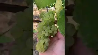 Grapelicious