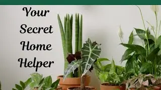 National Houseplant Appreciation Day