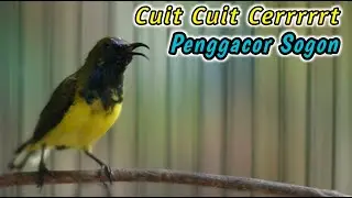 SOGOK ONTONG NGRIWIK NEMBAK PALING KILAT BIKIN SEMUA SOGON LANGSUNG EMOSI‼️PANCINGAN PENGGACOR AMPUH