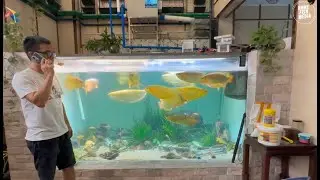 Amazing of Aquarium Setup: Betta Fish, Goldfish, Tropical and Koi Fish Care Tips #145