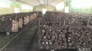 原木しいたけ栽培（収穫作業）