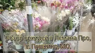 Orchid review at Lehmana Pro, Pushkino, Moscow Region #review#2026#funny#flowers#plants