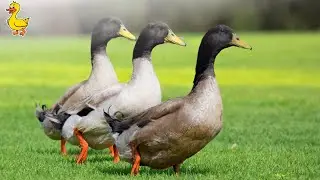 🔴 Live Duck Farm Serenity | Relaxing Village Life with Ducks