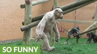 Funny compilation of monkeys walking like humans
