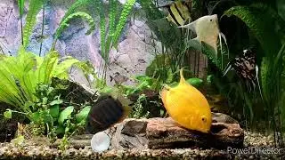 Pielęgnica Miodowa składa ikre - (Archocentrus multispinosus) - Rainbow cichlid spawn