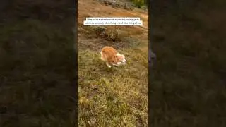 &ldquo;Wow this is fun 😃&rdquo; #toller #dogsofyoutube #happydog #sillydog #zoomies #dogzoomies #nsdtr #happy