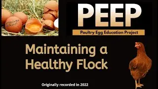 Maintaining A Healthy Flock: Essential Chicken Care Tips