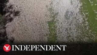 Aerial footage shows 'millions' of rotting fish festering in Australian river