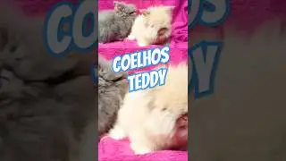 COELHOS FOFOS TEDDY DWERG