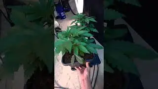 Relocating the world's strongest autoflower (frostbanger) from fast buds