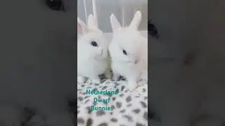Netherland Dwarf Bunny Brothers Freddy and Carrot