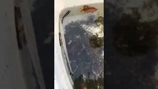 Giant Water Bug eats fish!