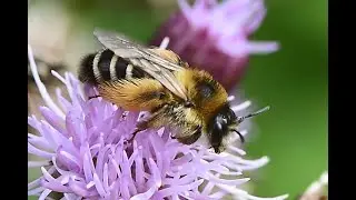 Pluimvoetbij Dasypoda hirtipes, vrouwtje en mannetje