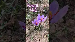 Saffron farming | kesar kheti #agriculture #youtubeshorts #farming #trending #trendingshorts #shorts