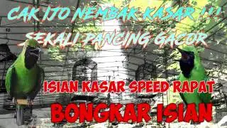 Cucak Ijo Juara Suara Kasar Speed Rapat, Ampuh untuk Pancingan Cucak Ijo agar Gacor