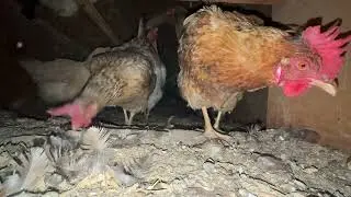 Will Evening Chicken Coop Strategies BOOST Your Farm's Productivity?