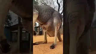 Canguru gigante #funny #shorts