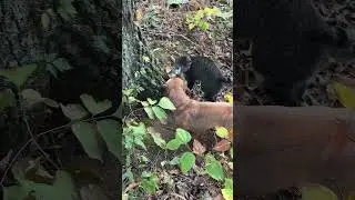 Minion and Dagger compete for toughest animal