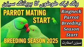 Indian Ringneck Parrot mating 🦜 | Breeding season start | Ringneck Parrot
