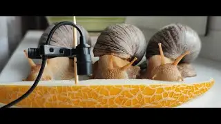 Snails Eating Melon - Time Lapse Edit (no music)