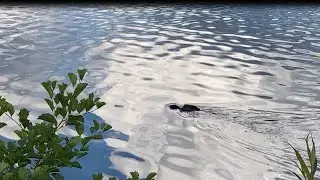 Biber schwimmt mit Jungtier in der Schnauze