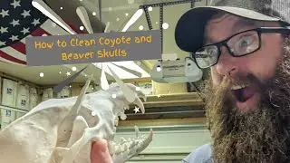 🤔👍 (How to) Clean!!!! Coyote and Beaver Skulls!!!! 2024